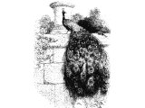 Peacock (Pavo cristatus) (1King.10.22, 2Chr.9.21, Job.39.13)